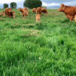 Convergencia de la PAC en el sector ganadero: Poner en valor los pastos y una ayuda de Pago Básico a la extensiva y solo asociadas al intensivo