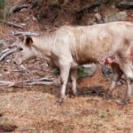 Lobo: Piden al secretario de Medio Ambiente que dimita por proponer a los ganaderos que ellos mismos se paguen los daños con la PAC