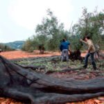 Castilla-la Mancha pone al olivar de bajo rendimiento frente al intensivo en el debate sobre las ayudas a percibir de la PAC