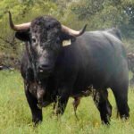 El Gobierno se compromete con el sector en la defensa de la ganadería autóctona del toro bravo en la futura PAC