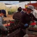 El sector agro insiste en que se le incluya en las próximas fases de vacunación