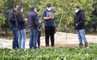 Basf amplía su portfolio de lechuga con variedades más resistentes