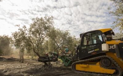 La producción nacional de aceite de oliva superó ya los 1,1 Mt hasta finales de enero