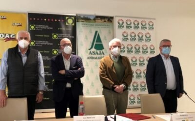 El sector agrario andaluz afirma que perderá el 50% de sus ayudas con el RD de transición de la PAC