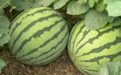 La Interprofesional del Melón y Sandía de Castilla-La Mancha pide prudencia para una siembra adecuada