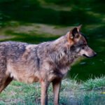 Cantabria, la primera CCAA que echa un pulso al Gobierno y dispuesta a aprobar medidas para seguir controlando al lobo
