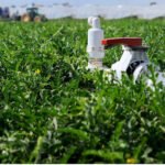 Los regantes manchegos, en una situación límite por los retrasos de varios años en la tramitación de expedientes de la CH Guadiana