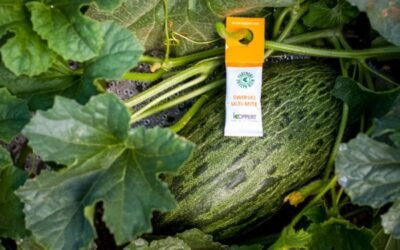 Koppert recomienda hacer control biológico en primavera