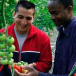 Denuncia ante la alteración grave que está atravesando el mercado de tomate europeo por la importación de terceros países a precios bajos