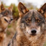 Protección del lobo: El Gobierno reconoce que hay «razón» en las críticas, pero no dará marcha atrás y abre la puerta a un plus en la PAC
