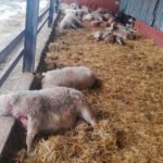 La realidad en plena polémica: Un ataque de lobos mata a 59 ovejas en una finca vallada de Villalonso (Zamora)