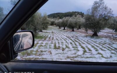 Las indemnizaciones por siniestralidad, muy inferiores a las primas pagadas por los seguros agrarios en 2020