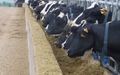 Las entregas de leche de vaca a industria acabaron en un récord de 7,41 Mt en 2020