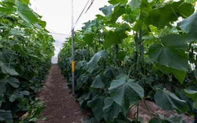 Abeto, el pepino holandés de Semillas Fitó con resistencia al virus CGMMV