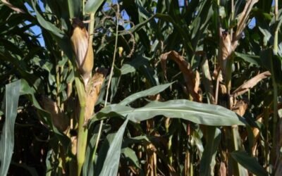 Consideraciones sobre el abonado nitrogenado del maíz en el valle del Guadalquivir