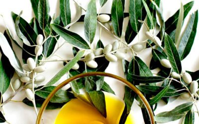 Estudian la eficacia de los polifenoles del olivo frente a la fibromialgia