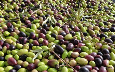 La DO Montes de Toledo sigue creciendo