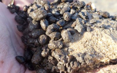 Hace 6.600 años se consumieron las primeras aceitunas