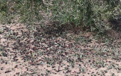 Las hectáreas aseguradas de olivar en el Plan 2020 aumentan un 21,96%