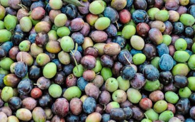 La siniestralidad del seguro del olivar alcanzó los 6,95 millones de euros en 2020