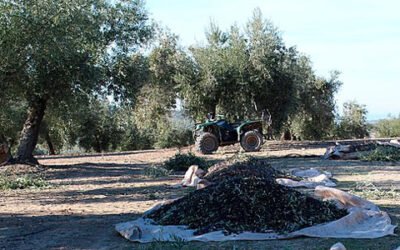 Balance de AEMO de la campaña: rendimientos grasos atípicos, climatología complicada, mayor diferencial del AOVE y baja incidencia de contagios