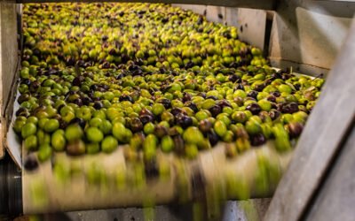 Ajuste del aforo inicial entre 1.050.000 y 1.100.000 toneladas de aceite de oliva