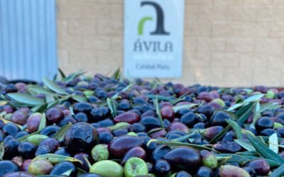 Unión para avanzar hacia la DOP de aceite de oliva del Tiétar