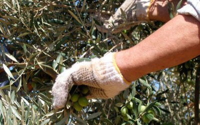 Ya se puede presentar la solicitud única de ayudas directas de la PAC para 2021