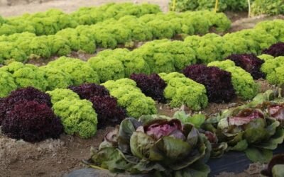 Arrancan las jornadas de puertas abiertas de Bejo en Murcia