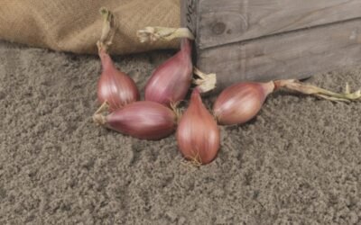 Innovator, la chalota por semilla resistente a mildiu lanoso de Bejo/DGS