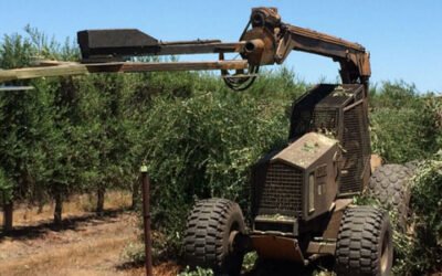 La olivicultura en el continente americano: muy cambiante y profundamente influida por las condiciones climatológicas