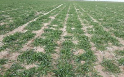 Recomendaciones de KWS para el cultivo del centeno híbrido