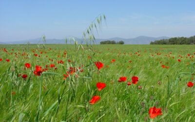 La Universidad de Lleida celebra su primer curso on line de identificación y manejo de malas hierbas en cereales de invierno