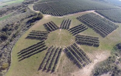 La UPM/CEIGRAM lanza una nueva convocatoria del Curso de Olivicultura