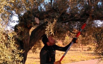 Intercoop Consultoría y ESNEA inician su actividad formativa dirigida a los olivareros