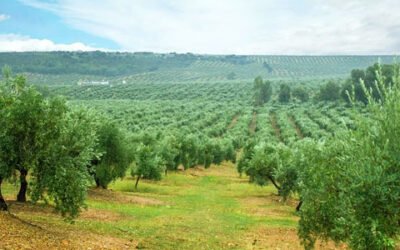 La XIV edición del Máster en Olivicultura y Elaiotecnia comenzará en septiembre