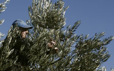Finalizada la campaña de aceite de oliva en La Rioja