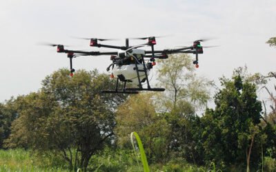 ¿Qué factores están condicionando la transformación digital del sector olivarero andaluz?