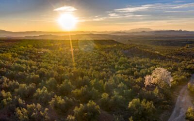 Propuesta preliminar para debatir sobre los eco-esquemas a aplicar en España