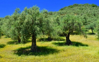 «El olivar ecológico frena el cambio climático», nueva campaña divulgativa de Ecovalia
