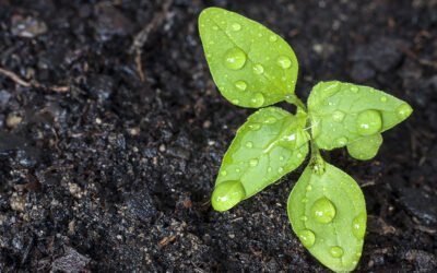 España se sitúa en tercera posición en superficie ecológica en el mundo