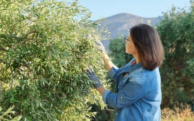 Formación integrada para rentabilizar la actividad oleícola
