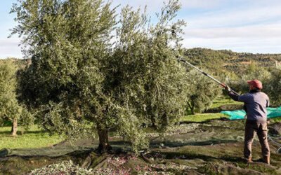 Baja la producción de aceite de oliva en enero debido a las precipitaciones