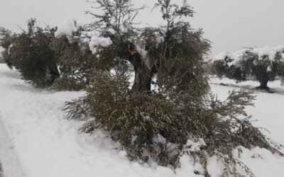 COAG pide al MAPA un «Plan de recuperación del Olivo» por los daños provocados por Filomena
