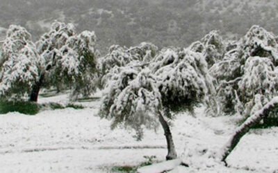 COAG pide un plan de recuperación del olivo para las hectáreas dañadas por Filomena