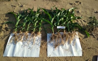 Starcover Secure, la tecnología de LG para estimular el crecimiento de las plantas de maíz, ahora con protección insecticida