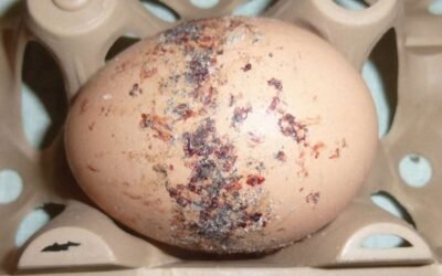 MSD Animal Health consigue la opinión favorable para actualizar la ficha técnica de su producto frente el ácaro rojo