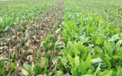 KWS recomienda sus variedades CR+ para un mejor control de la cercospora en remolacha