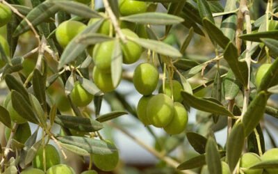 Nuevos programas de apoyo al sector oleícola italiano