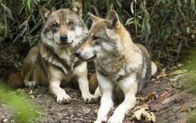 El lobo que nos separa. Por Tomás García Azcárate